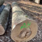 Grumes d'érable – 5 camions (250 stères) – PEFC