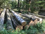 Grumes de bouleau – 5 camions (250 stères) – Certifié PEFC & FSC – Image 2