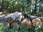 Grumes de bouleau – 5 camions (250 stères) – Certifié PEFC & FSC