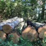 Grumes de bouleau – 5 camions (250 stères) – Certifié PEFC & FSC