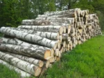 Grumes de bouleau – 5 camions (250 stères) – Certifié PEFC & FSC – Image 3