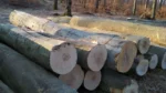 Grumes de hêtre – 3 camions (150 stères) – Certifié PEFC & FSC – Image 3
